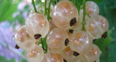 Jednoduchý recept na výrobu džemu z bílého rybízu na zimních pět minut